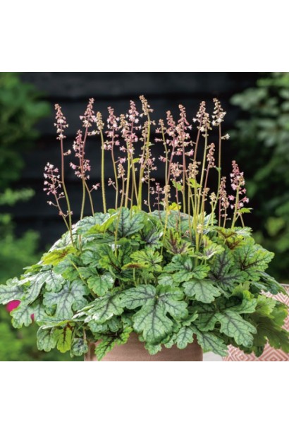 Гейхера ’Тапестрі’ у саду з декоративним листям